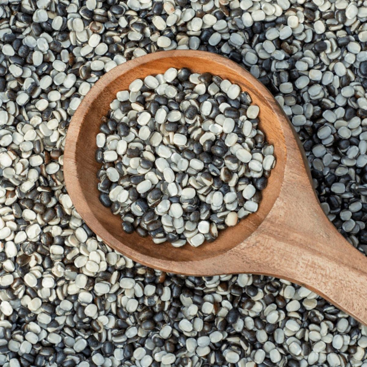 Urad Dal (Chilka) - WHY Nutrition