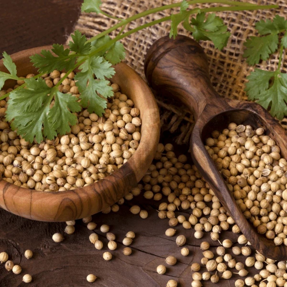 Coriander Seeds, 250g (Dhaniya) - WHY Nutrition