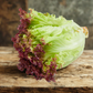 Lettuce, Red Leaf, Bunch (200 grams approx.) - Hydroponic, Residue free