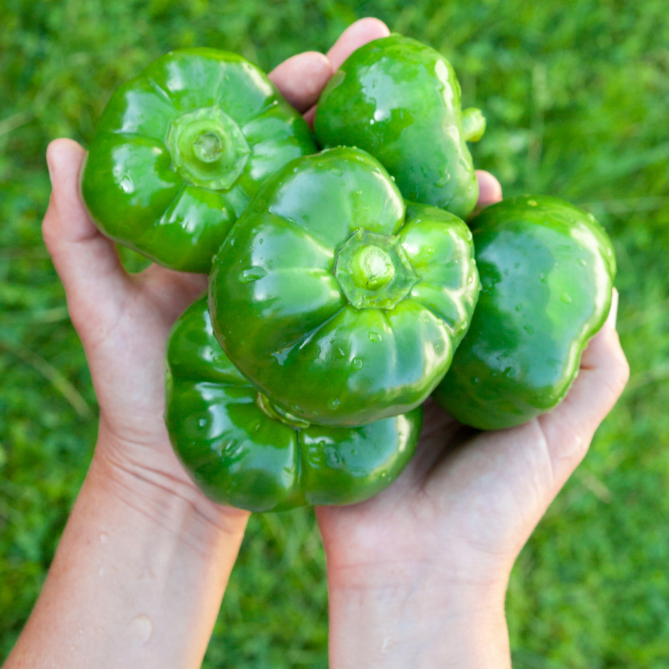 Capsicum, 500g