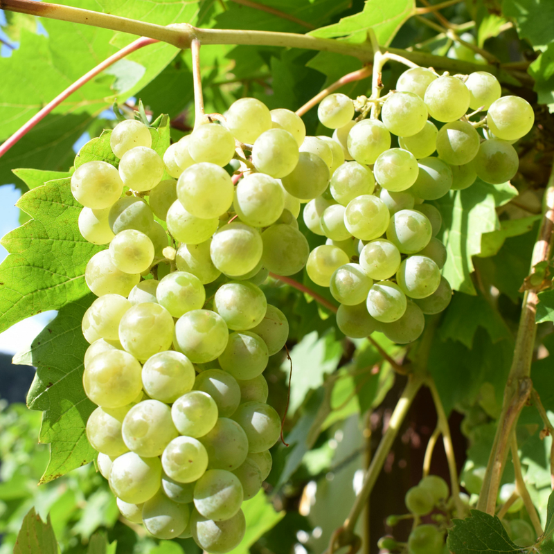 Grapes - Green, 500 grams
