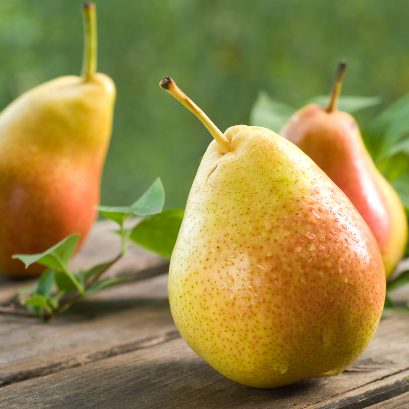 Pear - Beauty,4 Pcs Planit Club